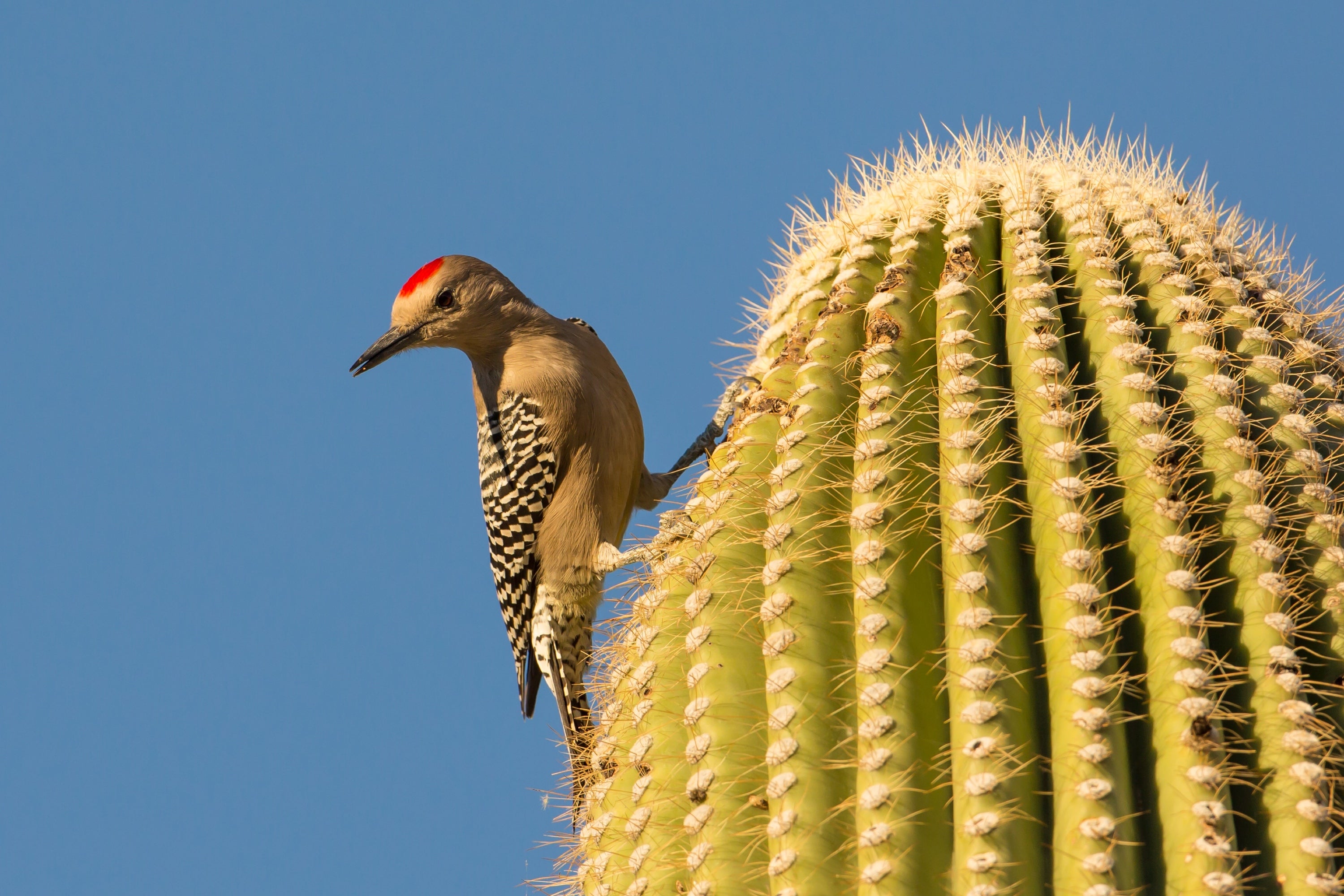 Gila Woodpecker and Carnegiea gigantea. Photo: Mick Thompson